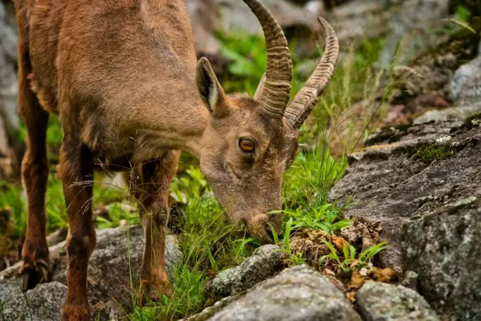 Framed Print : Feeding Ibex Framed Print : Feeding Ibex