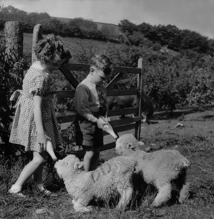 Framed Print : Feeding Lambs