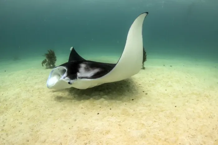 Framed Print : Bottom feeding manta Framed Print : Bottom feeding manta