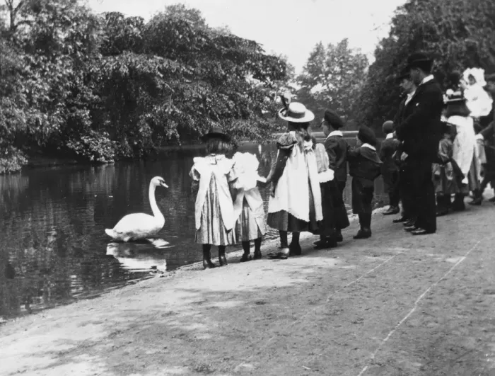 Framed Print : Feeding Swans Framed Print : Feeding Swans