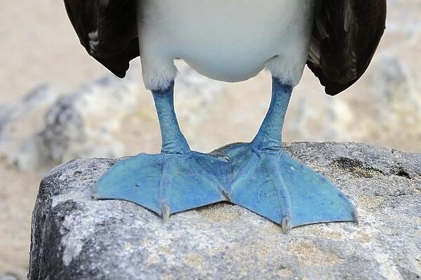 Feet of the Blue-footed Booby (Sula nebouxii), Espanola Island, Galapagos, Ecuador