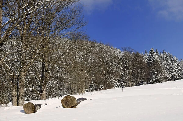 Felled trees, sycamore maple trees -Acer plantanoides- on a snow-covered meadow, Leitzachtal, bei Elbach, Upper Bavaria, Bavaria, Germany