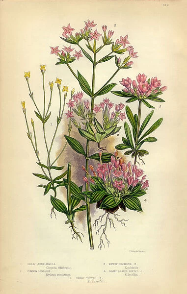Felwort, Gentian, Gentianella, Centaury and Tufted, Victorian Botanical Illustration