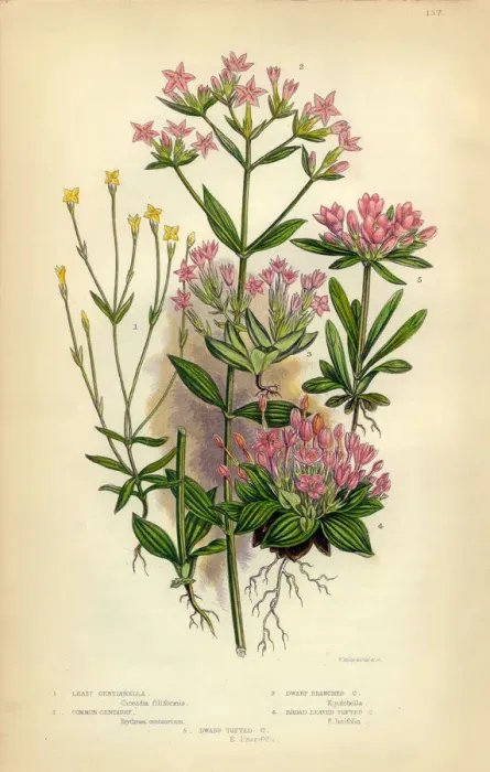 Framed Print : Felwort, Gentian, Gentianella, Centaury and Tufted, Victorian Botanical Illustration Framed Print : Felwort, Gentian, Gentianella, Centaury and Tufted, Victorian Botanical Illustration