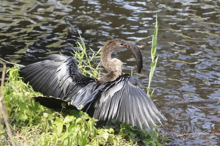 Framed Print : Female anhinga, Anhinga anhinga, with a walking catfish, Clarias batrachus, that it just caught. Everglades National Park, Florida, USA. UNESCO World Heritage Site (Biosphere Reserve)