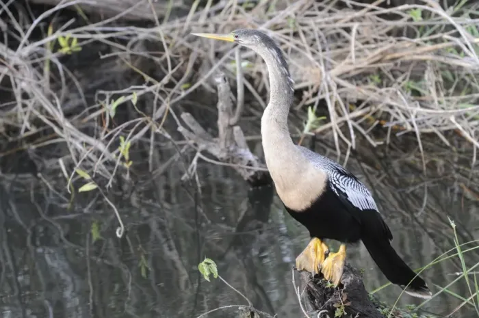 Framed Print : Female anhinga, Anhinga anhinga, perched on log. Everglades National Park, Florida, USA. UNESCO World Heritage Site (Bioshpere Reserve) Framed Print : Female anhinga, Anhinga anhinga, perched on log. Everglades National Park, Florida, USA. UNESCO World Heritage Site (Bioshpere Reserve)