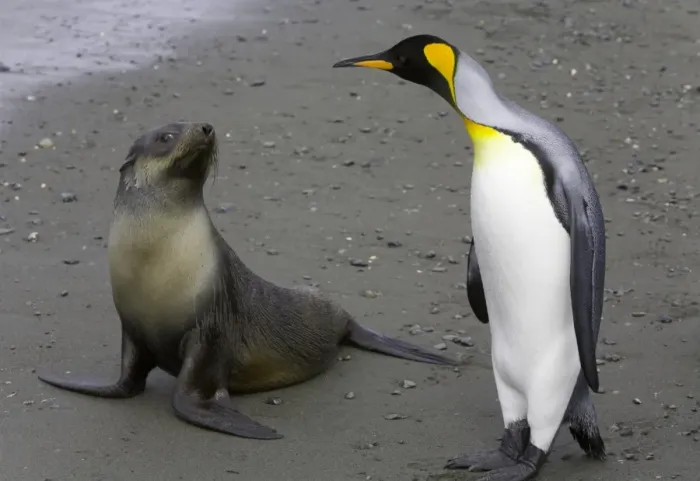 Framed Print : Female Antarctic fur seal pup and king penguin side by side on beach Framed Print : Female Antarctic fur seal pup and king penguin side by side on beach