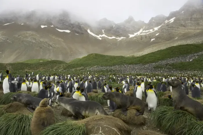 Framed Print : Female Antarctic fur seals passing through king penguin rookery Framed Print : Female Antarctic fur seals passing through king penguin rookery