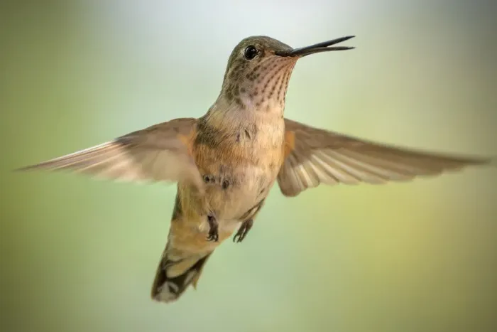Framed Print : Female broad-tailed hummingbird Framed Print : Female broad-tailed hummingbird