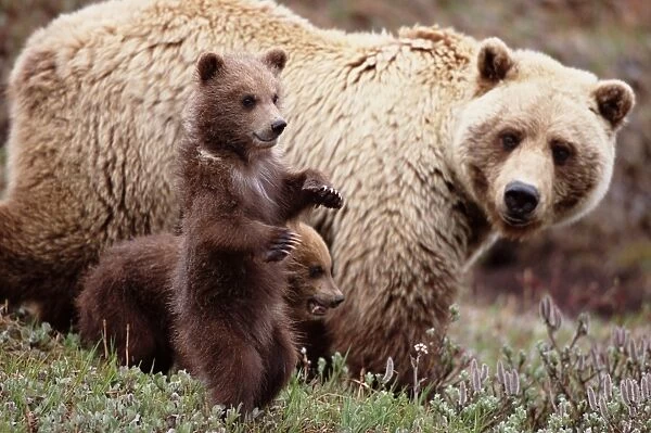 Female brown bear (Ursus arctos) with cubs, close-up