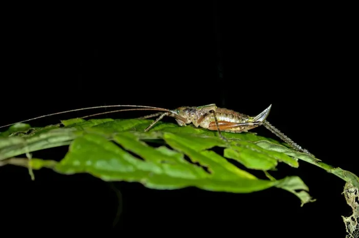 Framed Print : Female Bush-cricket -Tettigoniidae spec. - with an ovipositor, Tiputini rainforest, Yasuni National Park, Ecuador, South America Framed Print : Female Bush-cricket -Tettigoniidae spec. - with an ovipositor, Tiputini rainforest, Yasuni National Park, Ecuador, South America