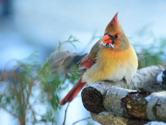 Framed Print : Female Cardinal Perched on Log in Winter Framed Print : Female Cardinal Perched on Log in Winter