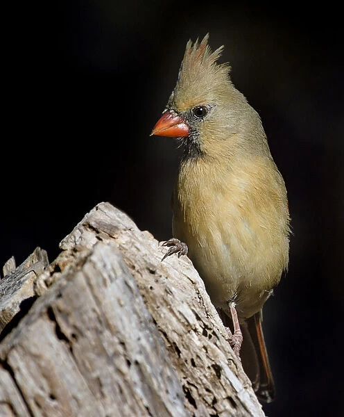 Female Cardinal Posing on Tree Stump