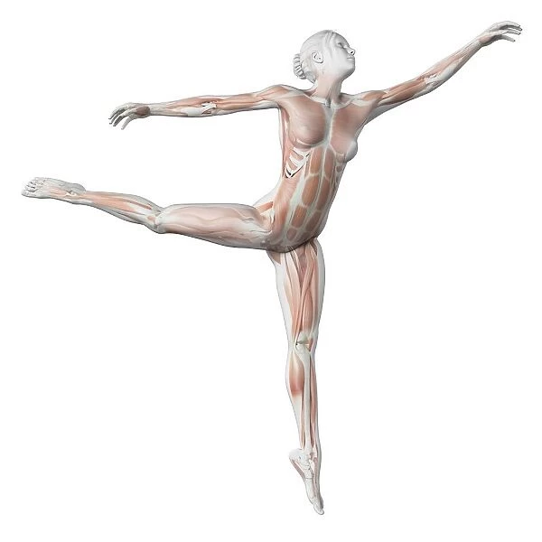 Female dancer, illustration