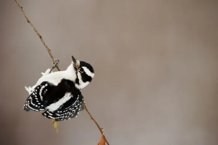 Framed Print : Female downy woodpecker balancing Framed Print : Female downy woodpecker balancing