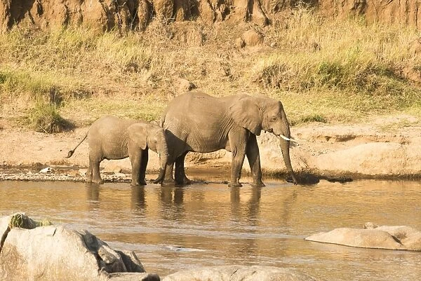 Female Elephant (Loxodonta africana) and calf on banks of the Mara River in Serengeti National Park