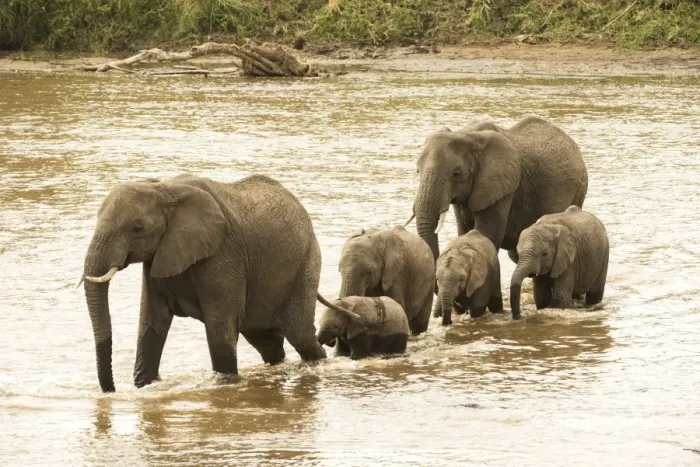 Framed Print : Female elephants (Loxodonta africana) with young calves crossing the Mara River in Serengeti National Park Framed Print : Female elephants (Loxodonta africana) with young calves crossing the Mara River in Serengeti National Park