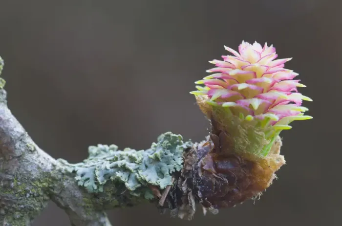 Framed Print : Female flower of the Larch -Larix decidua- Framed Print : Female flower of the Larch -Larix decidua-