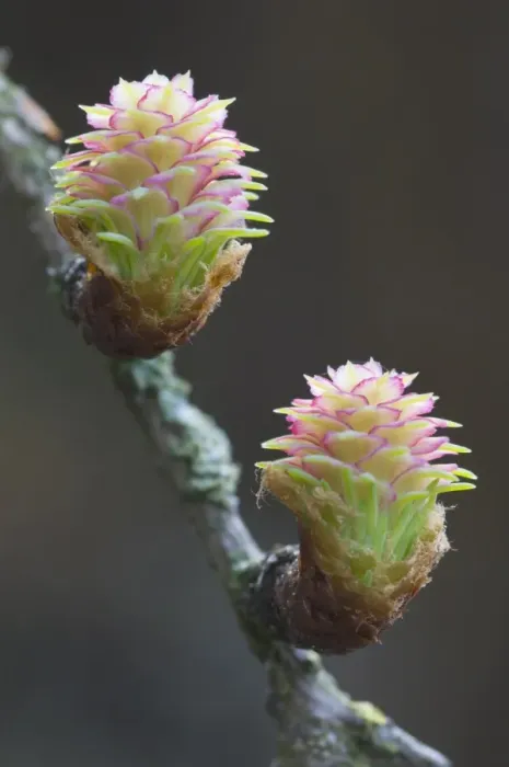 Framed Print : Female flowers of the larch -Larix decidua- Framed Print : Female flowers of the larch -Larix decidua-