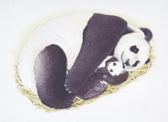 Framed Print : Female Giant Panda, Ailuropoda melanoleuca, cradling tiny cub, front view Framed Print : Female Giant Panda, Ailuropoda melanoleuca, cradling tiny cub, front view
