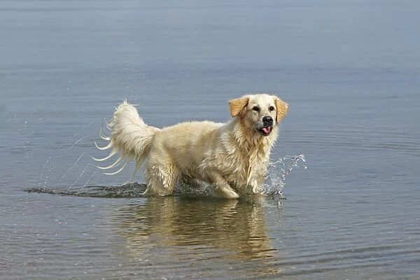 Female Golden Retriever -Canis lupus familiaris-, two-year old dog walking in water