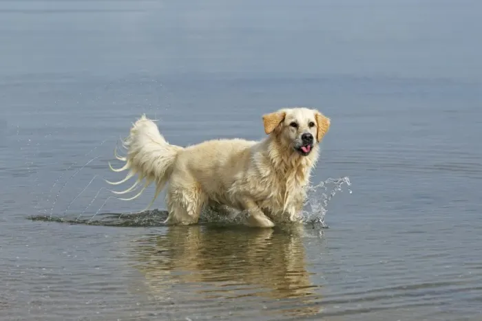 Framed Print : Female Golden Retriever -Canis lupus familiaris-, two-year old dog walking in water
