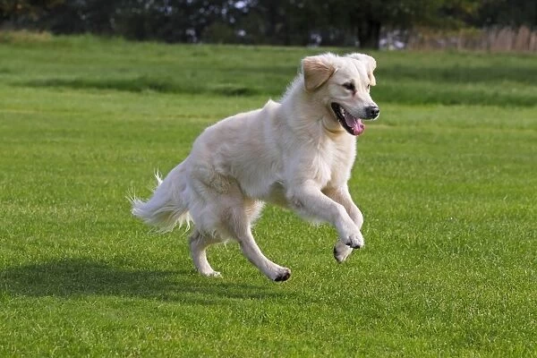 Female Golden Retriever -Canis lupus familiaris-, two-year old dog, running