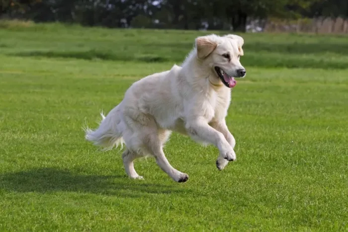 Framed Print : Female Golden Retriever -Canis lupus familiaris-, two-year old dog, running Framed Print : Female Golden Retriever -Canis lupus familiaris-, two-year old dog, running