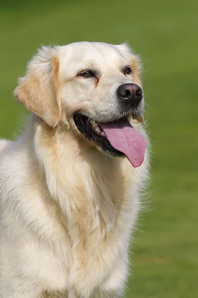 Female Golden Retriever -Canis lupus familiaris-, two-year old dog, portrait