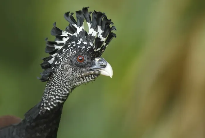 Framed Print : Female Great Curassow (Crax rubra) Framed Print : Female Great Curassow (Crax rubra)