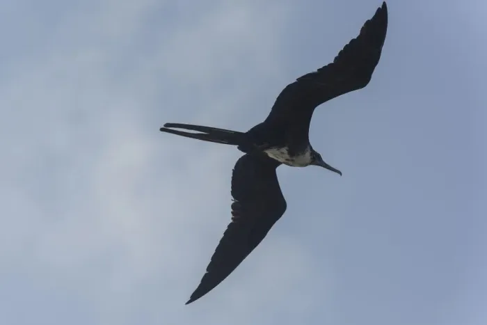Framed Print : Female Great Frigatebird -Fregata minor- in flight, Isla Genovesa, Galapagos Islands Framed Print : Female Great Frigatebird -Fregata minor- in flight, Isla Genovesa, Galapagos Islands