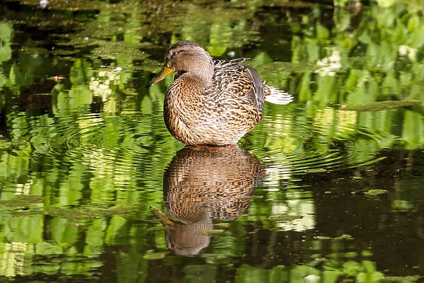 Female Mallard Duck Reflection in Lake