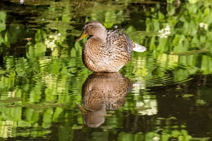 Framed Print : Female Mallard Duck Reflection in Lake Framed Print : Female Mallard Duck Reflection in Lake