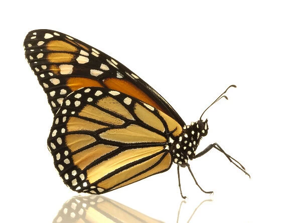 Female monarch butterfly (Danaus plexippus), side view
