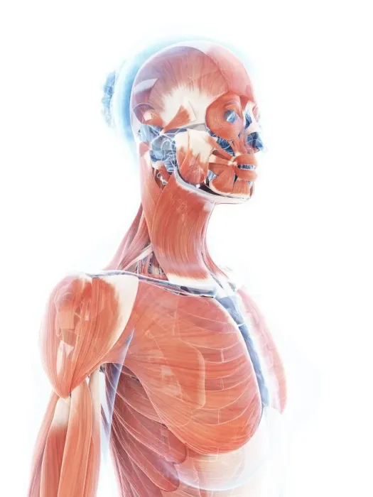 Framed Print : Female muscular system, artwork Framed Print : Female muscular system, artwork