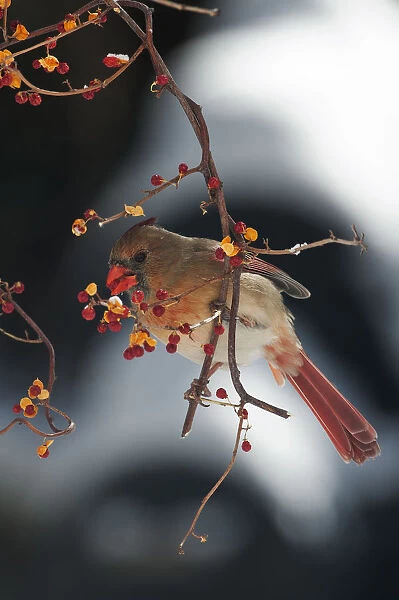 Female northern cardinal feeding on Oriental bitte
