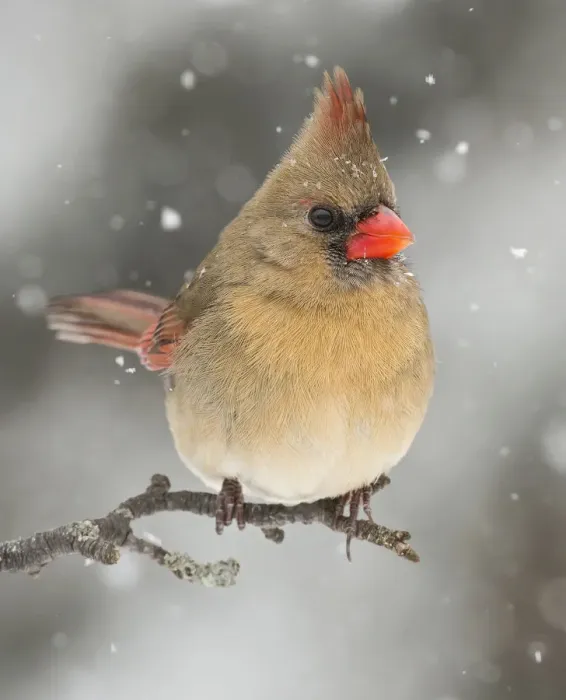 Framed Print : Female Northern Cardinal in Winter