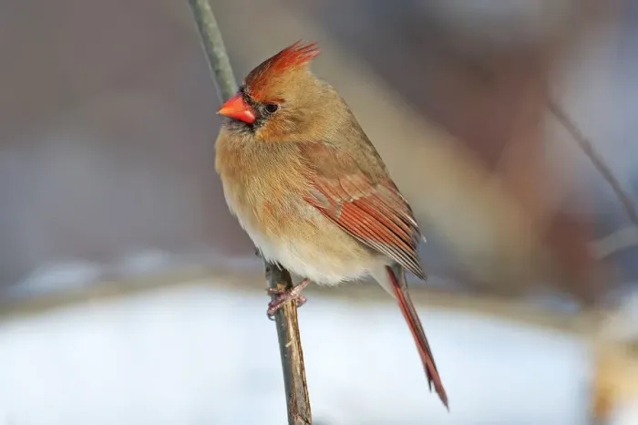 Framed Print : Female northern cardinal in winter setting Framed Print : Female northern cardinal in winter setting