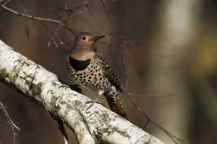 Framed Print : Female northern flicker in autumn Framed Print : Female northern flicker in autumn