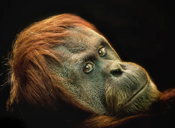 Framed Print : Female Orang Utan Framed Print : Female Orang Utan