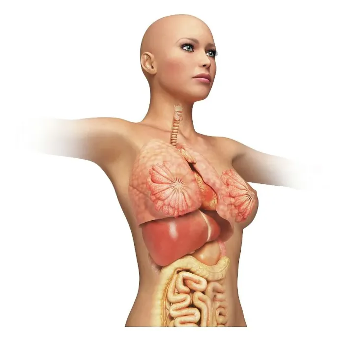 Framed Print : Female organs, cut away, artwork Framed Print : Female organs, cut away, artwork