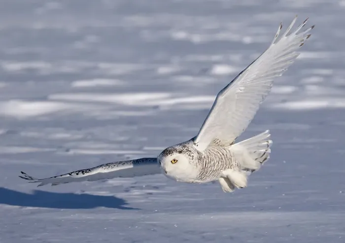 Framed Print : Female Snowy owl flying low hunting over the snow in Canada