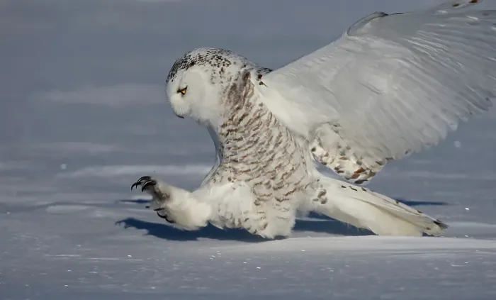 Framed Print : Female snowy owl prepares to catch its prey in Canada Framed Print : Female snowy owl prepares to catch its prey in Canada