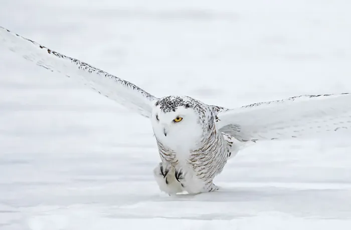 Framed Print : Female snowy owl prepares to catch its prey in Canada Framed Print : Female snowy owl prepares to catch its prey in Canada