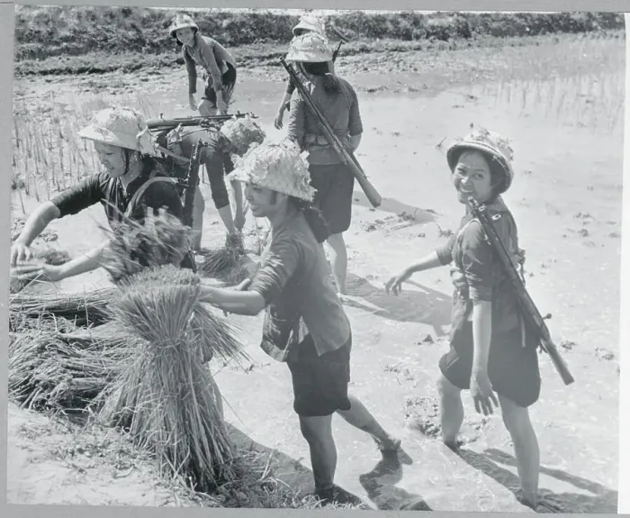 Framed Print : Female Soldiers Planting Rice Framed Print : Female Soldiers Planting Rice