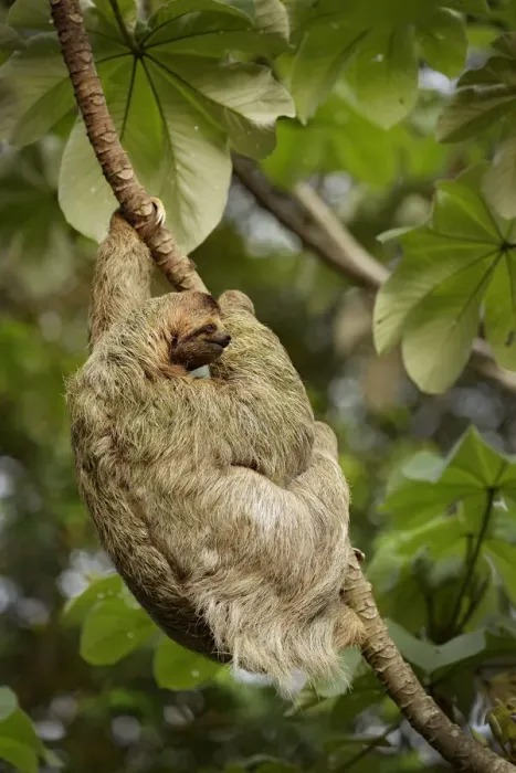 Framed Print : Female Three-toed Sloth Framed Print : Female Three-toed Sloth