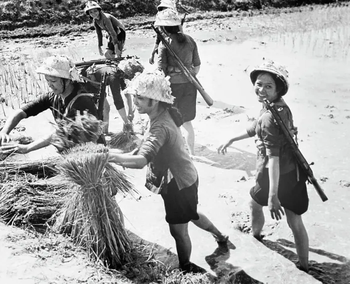 Framed Print : Female Vietnamese Soldiers Planting Rice Framed Print : Female Vietnamese Soldiers Planting Rice