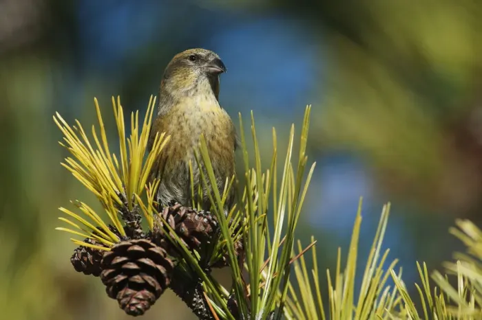 Framed Print : Female white-winged crossbill Framed Print : Female white-winged crossbill