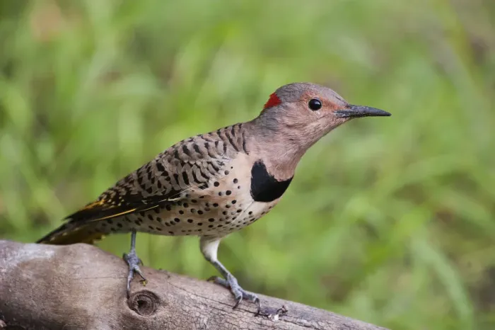 Framed Print : Female yellow-shafted flicker alert