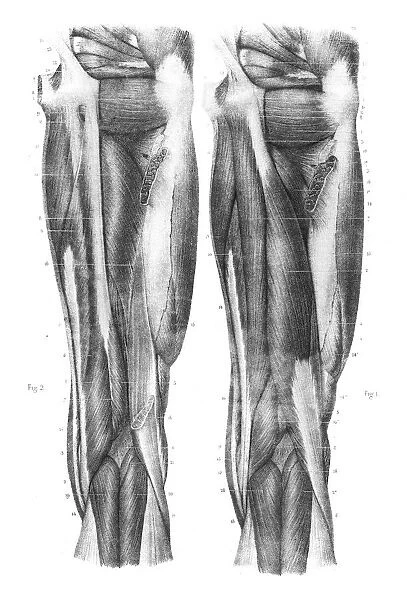 Femoral region anatomy engraving 1866